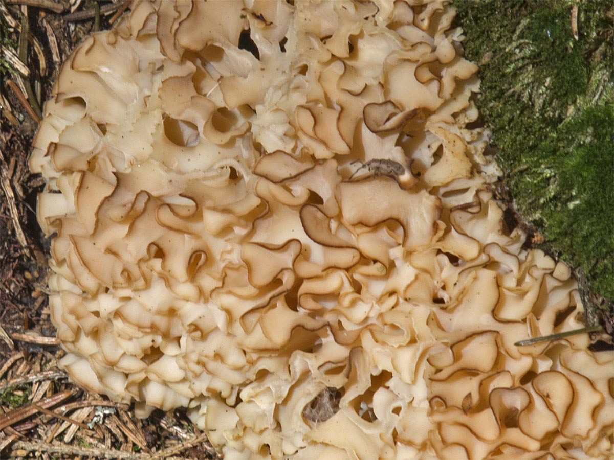 Sparassis crispa